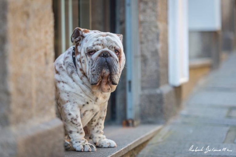 Chien devant la vitrine